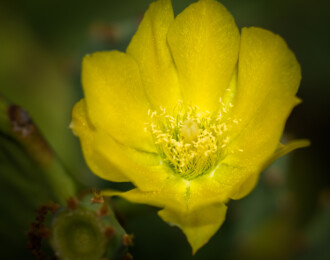 Fleur de cactus de Barbarie
